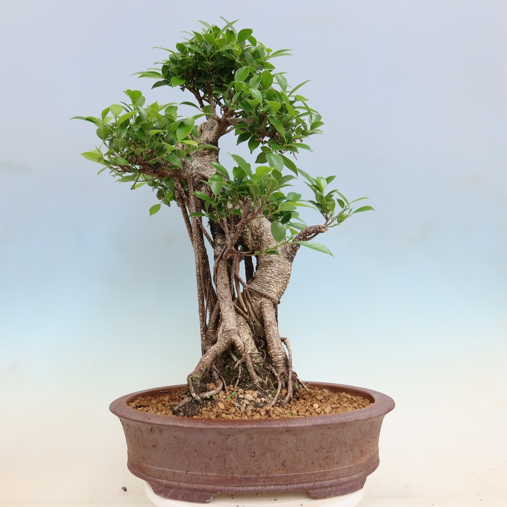 Kamerbonsai - Ficus kimmen - kleinbladige ficus
