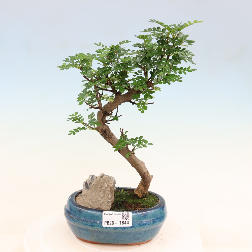 Kamerbonsai - Zantoxylum piperitum - peperboom