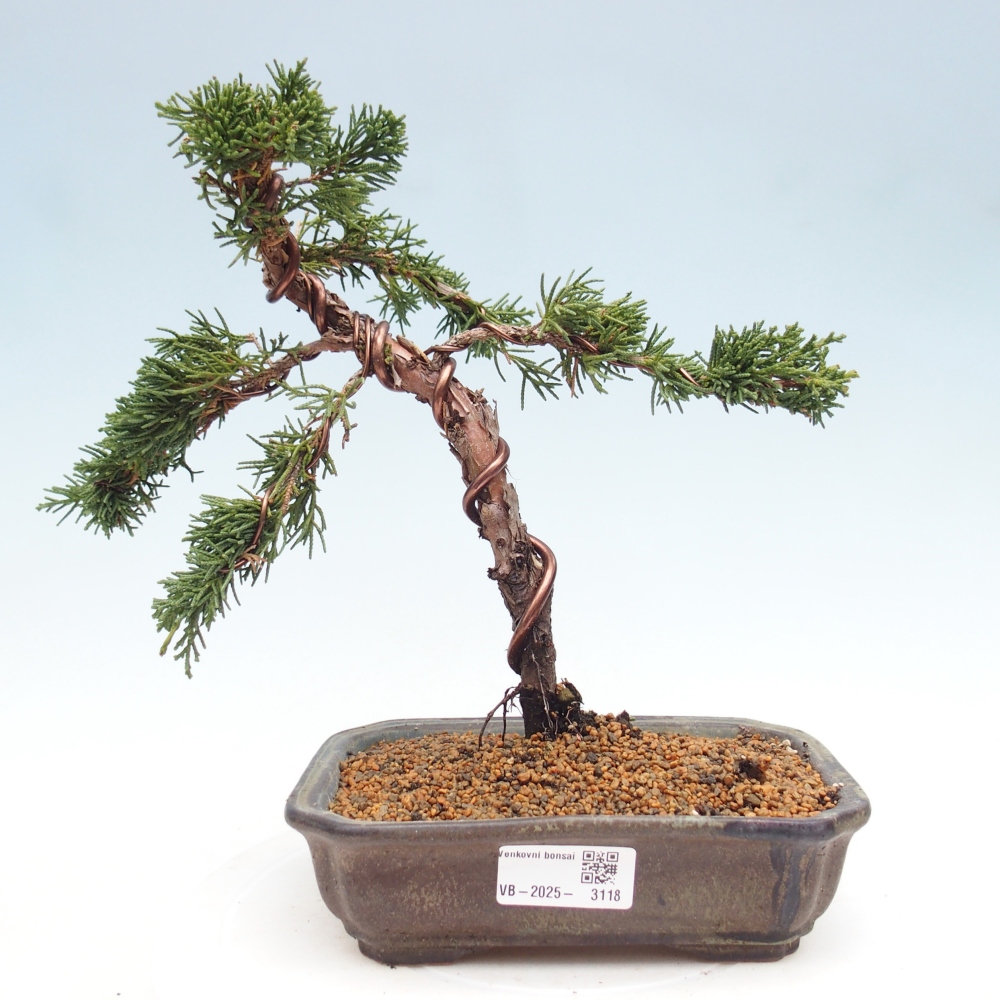 Bonsai voor buiten - Juniperus chinensis Kishu