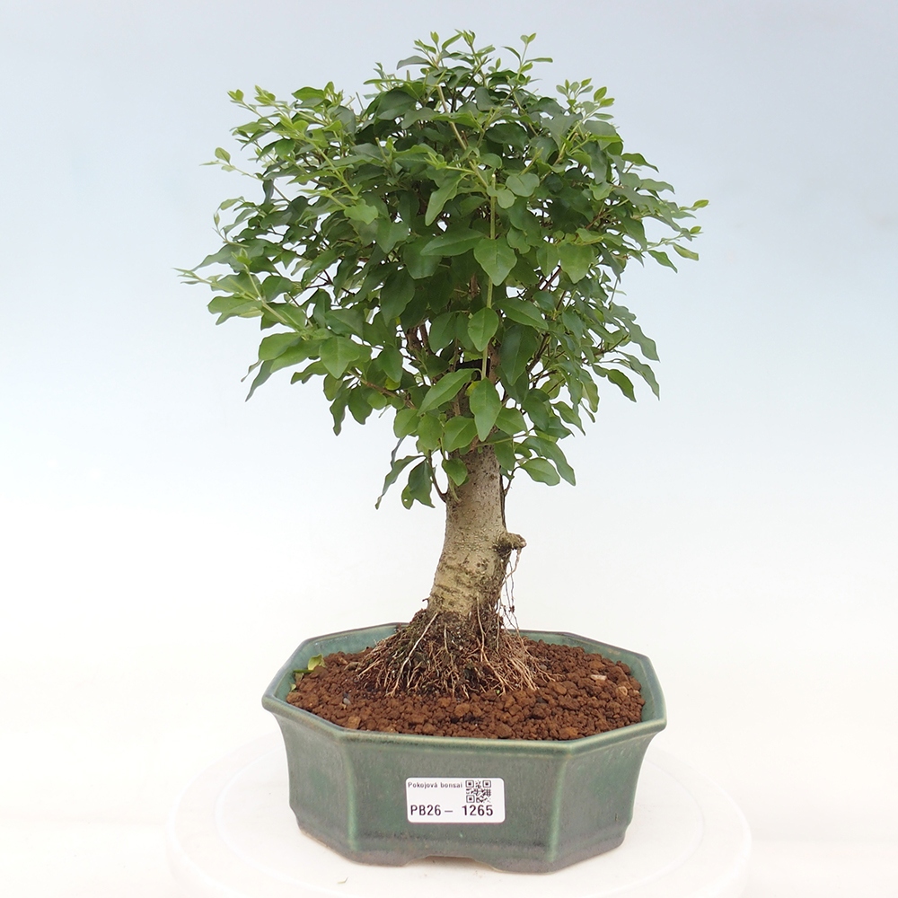 Kamerbonsai -Ligustrum chinensis - Vogelsnavel
