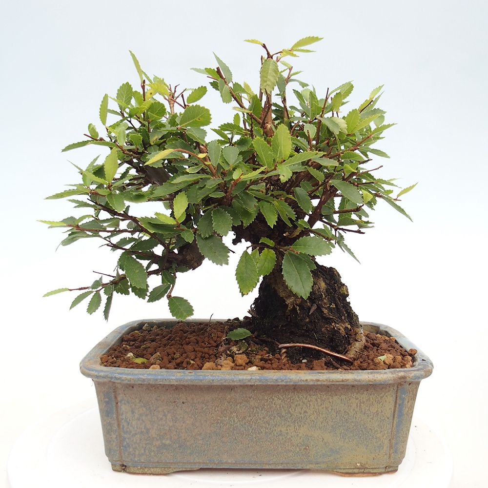 Bonsai voor buiten - Zelkova - Zelkova NIRE