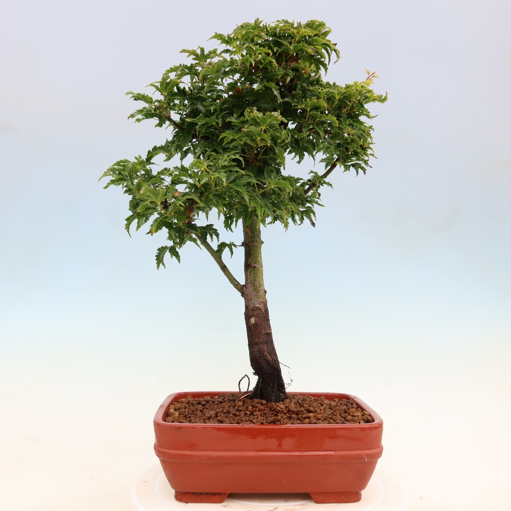 Bonsai voor buiten -Javor palm Acer palmatum Shishigashira