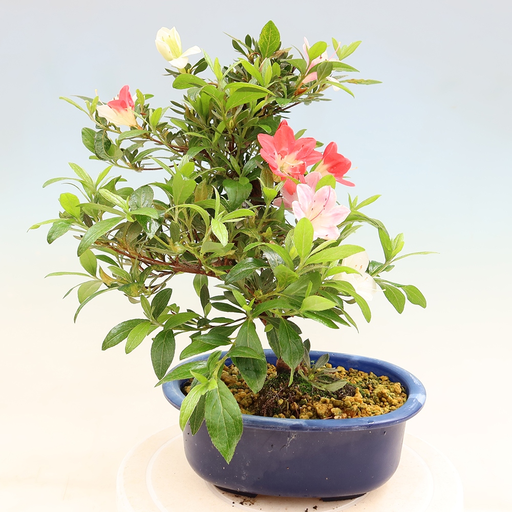 Bonsai voor buiten - Japanse azalea - Azalea CHIHIRO