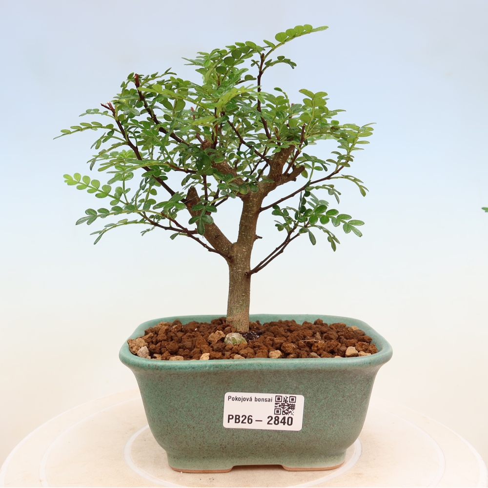 Kamerbonsai - Zantoxylum piperitum - peperboom