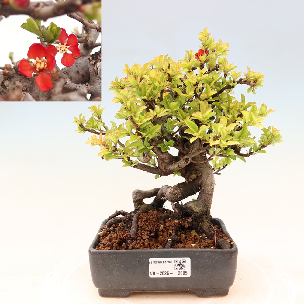 Bonsai voor buiten - Chaneomeles speciosa Chojubai