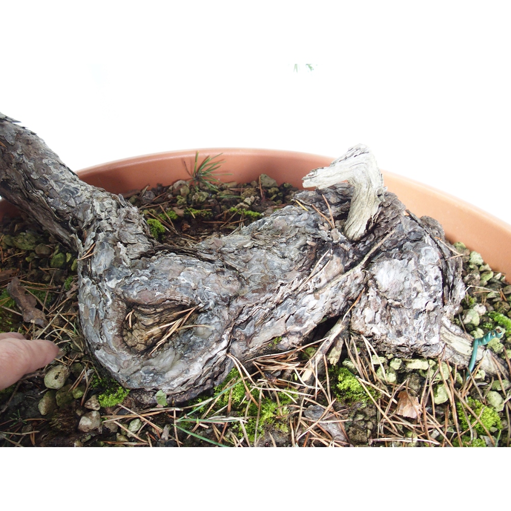 Yamadori - Pinus sylvestris Spanje