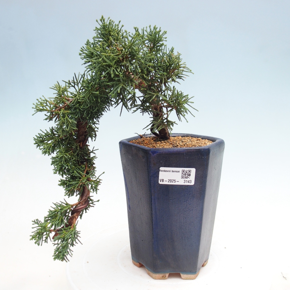 Bonsai voor buiten - Juniperus chinensis Kishu