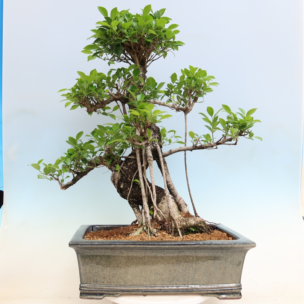 Kamerbonsai - Ficus kimmen - kleinbladige ficus