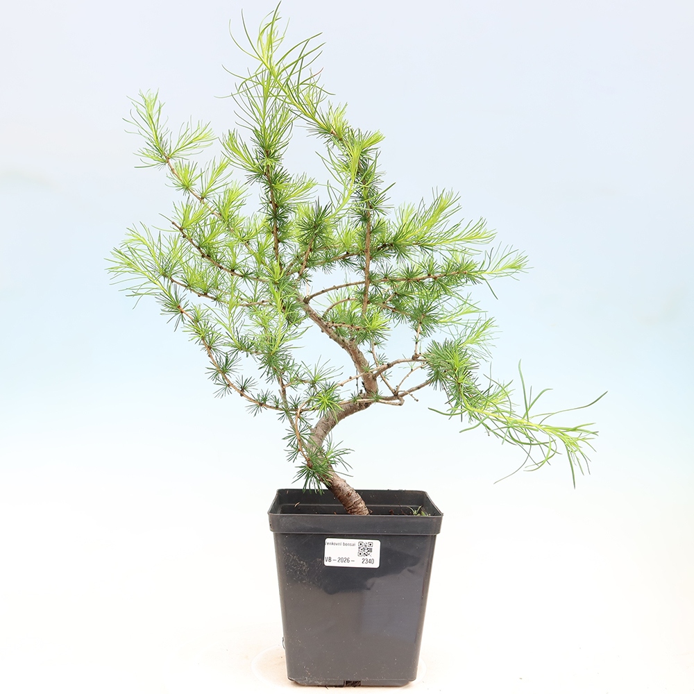 Bonsai voor buiten -Larix decidua - Lariks