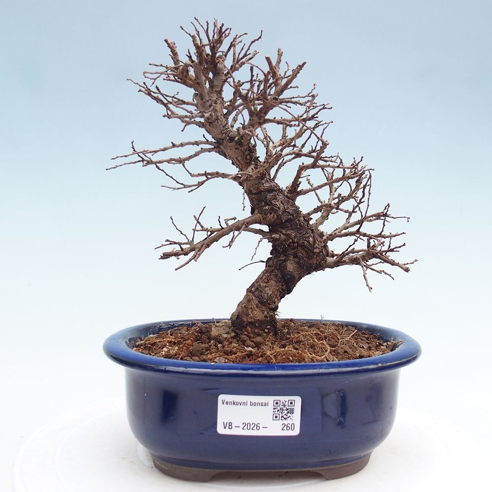 Bonsai voor buiten - Zelkova - Zelkova NIRE
