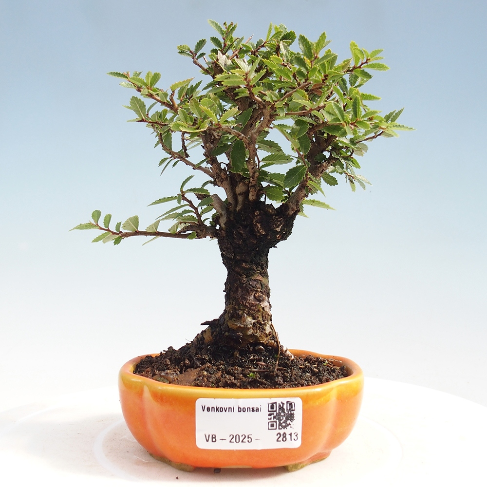 Bonsai voor buiten - Zelkova - Zelkova NIRE