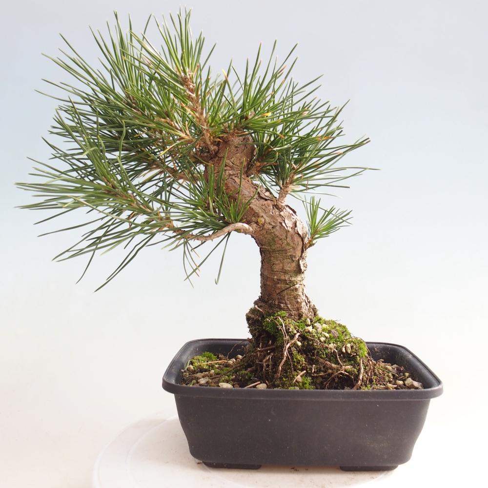 Bonsai voor buiten - Pinus thunbergii - Thunberg den
