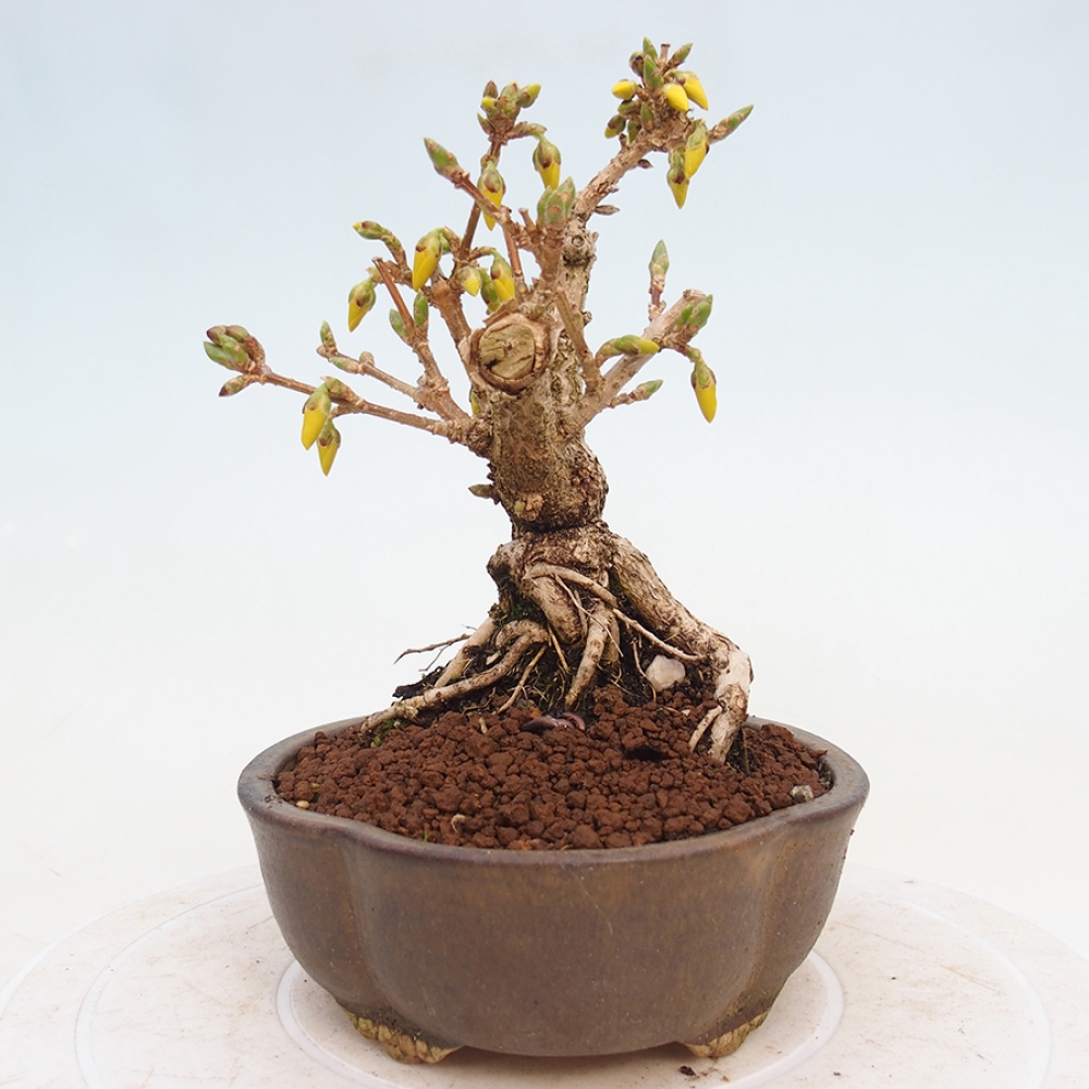 Bonsai voor buiten - Zlatice - Forsythia intermedia