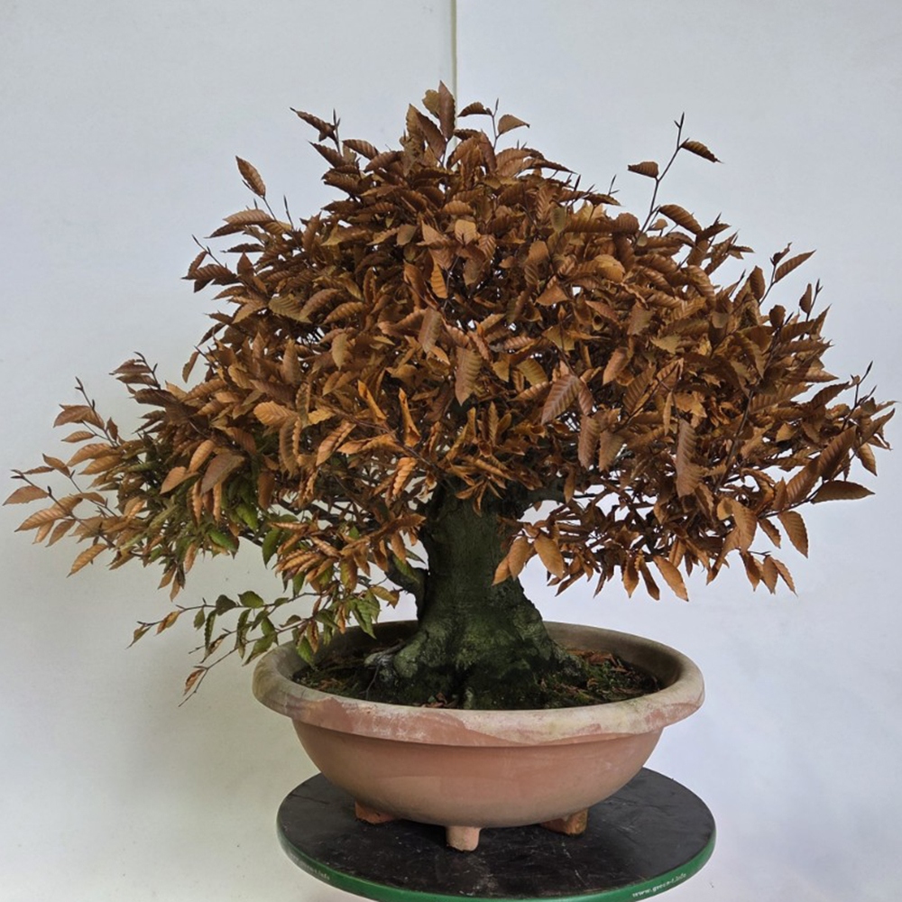 Bonsai voor buiten - Fagus crenata