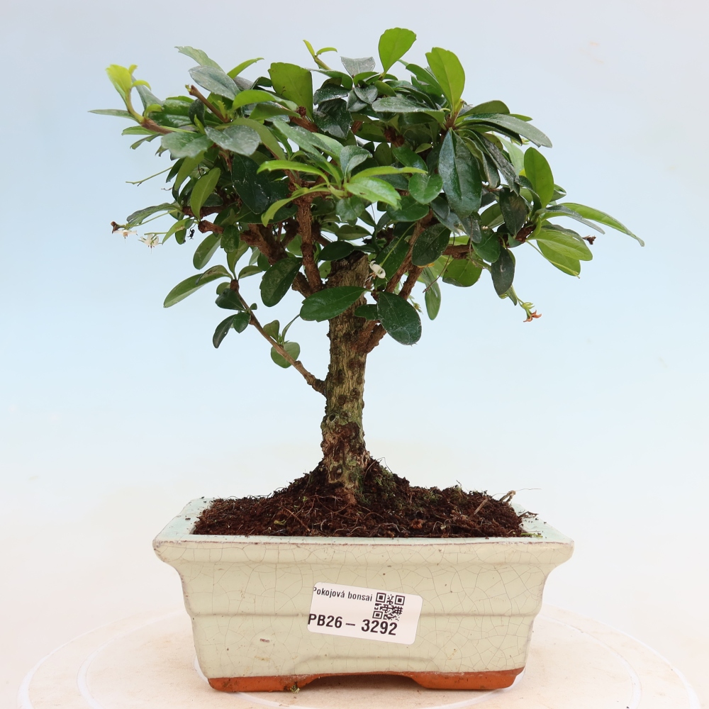 Kamerbonsai - Carmona macrophylla - Thee fuki