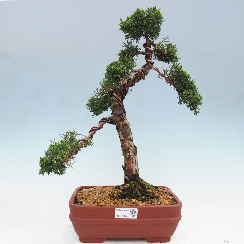Bonsai voor buiten - Juniperus chinensis Kishu