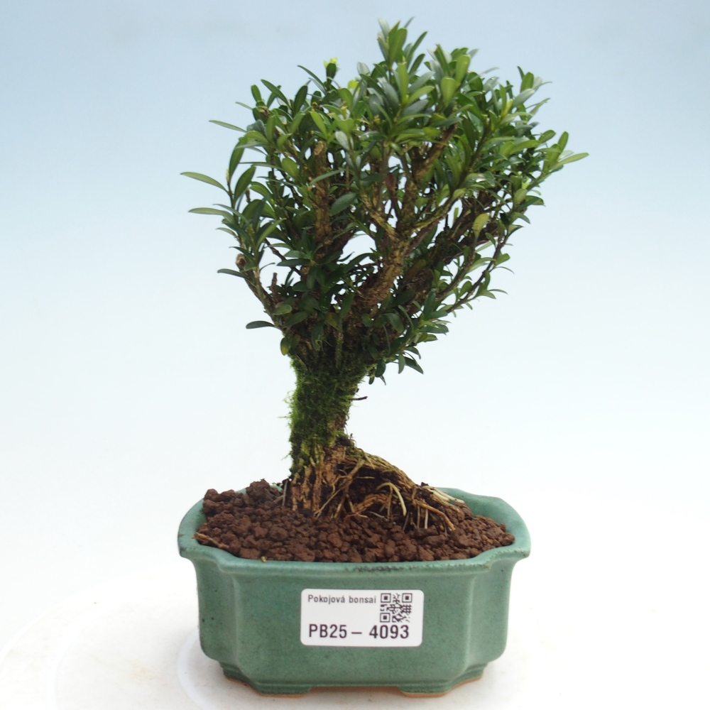 Kamerbonsai - Buxus harlandii - kurk buxus