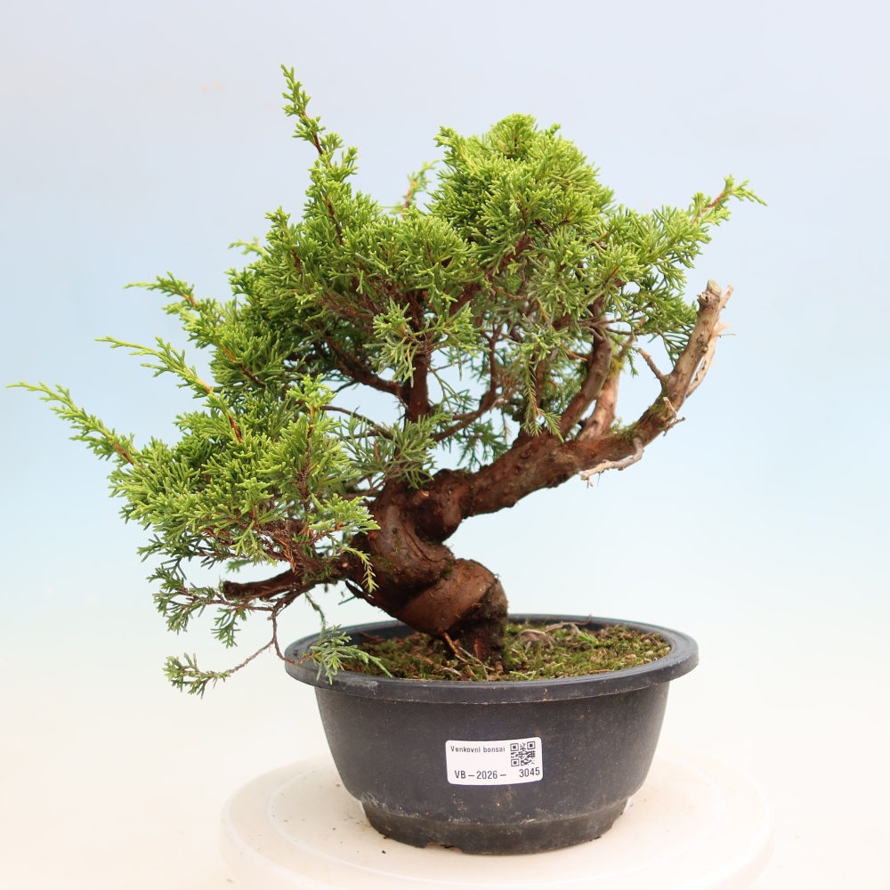 Bonsai voor buiten - Juniperus chinensis Itoigawa-Juniperus chinensis