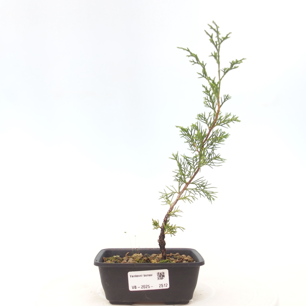Bonsai voor buiten - Juniperus chinensis Itoigawa
