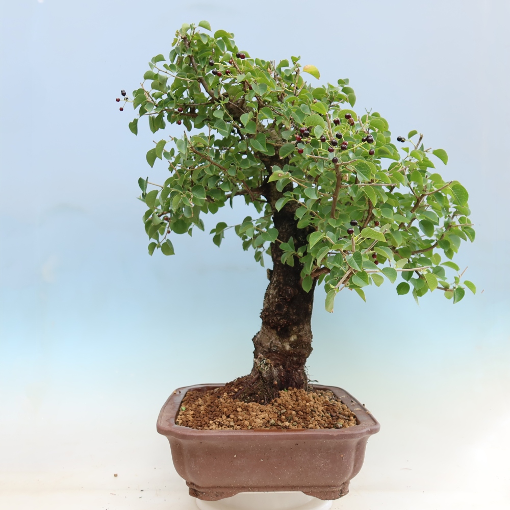 Bonsai voor buiten - Mahalebka - Prunus mahaleb