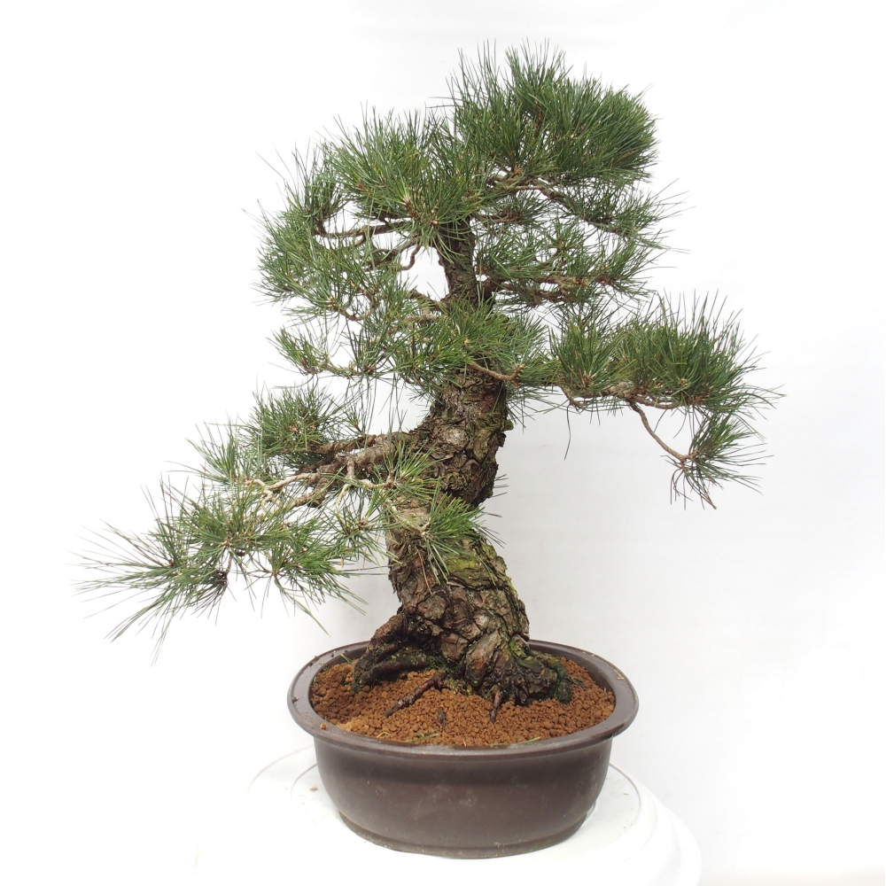 Bonsai voor buiten - Pinus thunbergii - Thunberg den