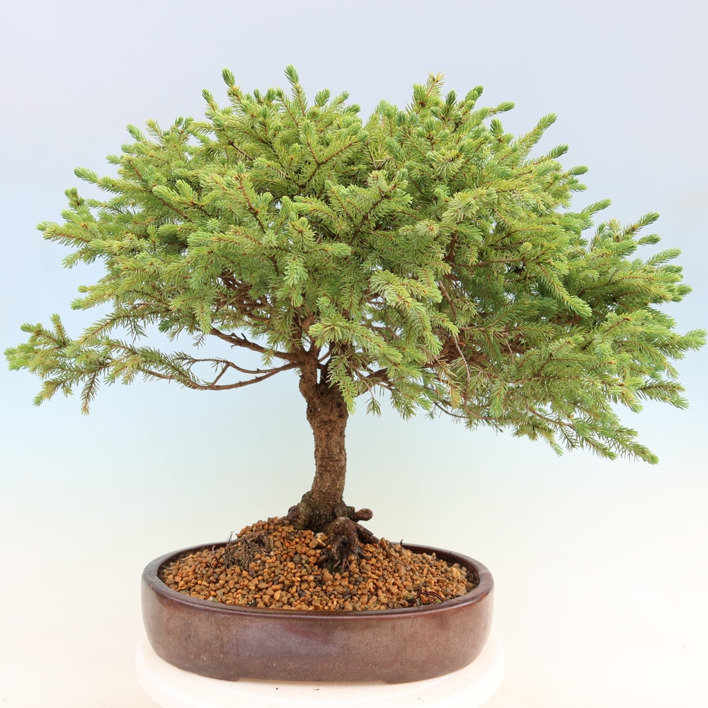 Bonsai voor buiten - Picea glauca Echiniformis – Grijze spar