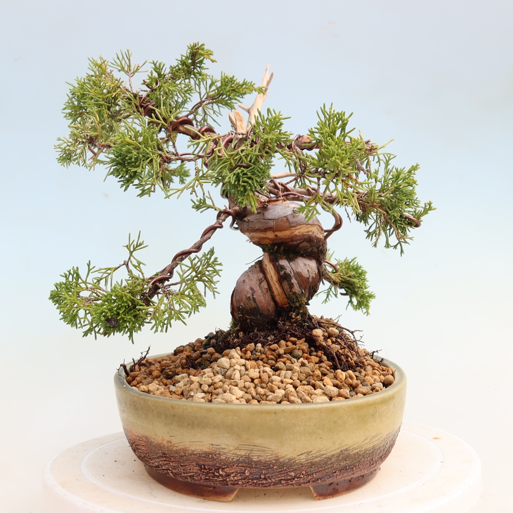 Bonsai voor buiten - Juniperus chinensis Itoigawa-Juniperus chinensis