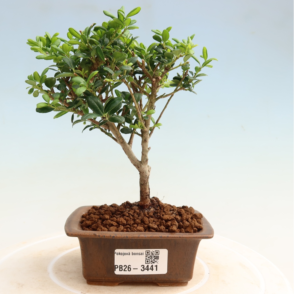 Kamerbonsai - Ilex crenata - Hulst