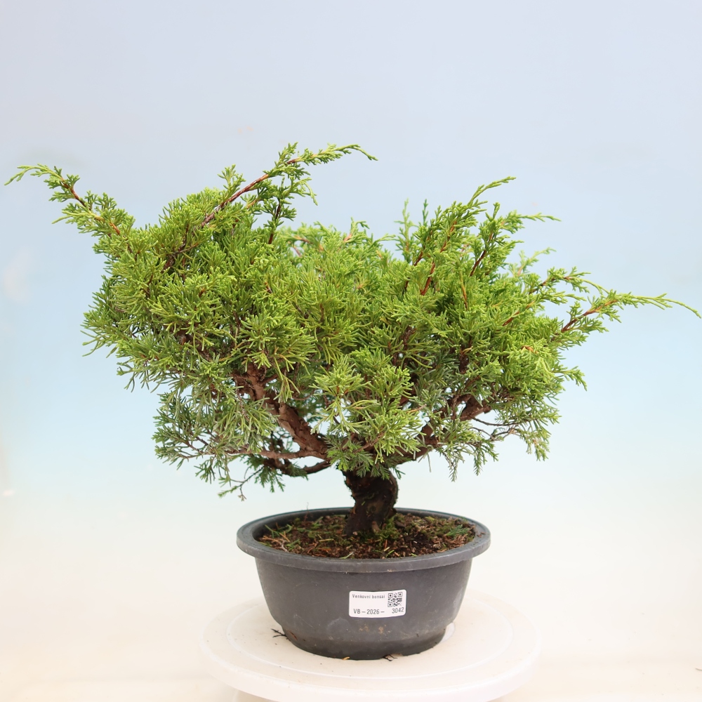 Bonsai voor buiten - Juniperus chinensis Itoigawa-Juniperus chinensis