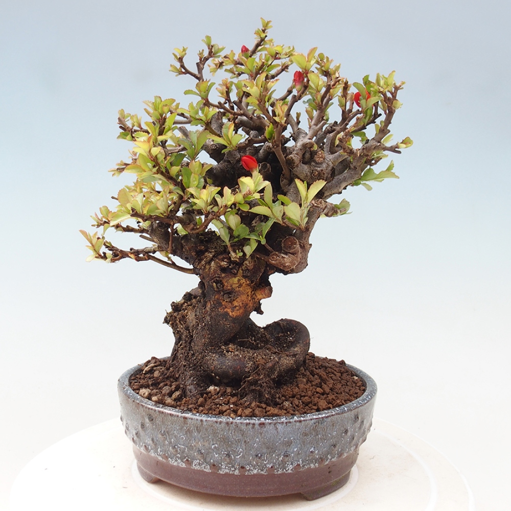 Bonsai voor buiten - Chaneomeles speciosa - Kweepeer