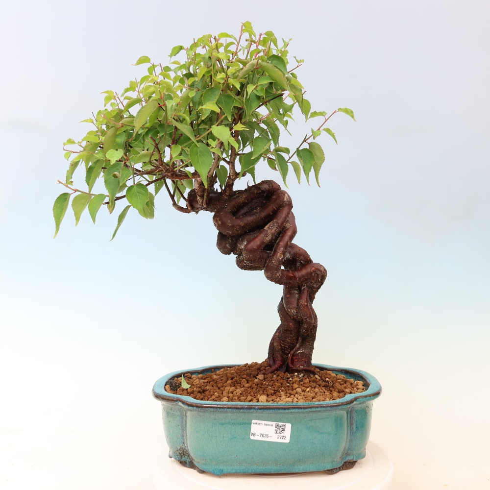 Bonsai voor buiten – Japanse abrikoos – Prunus Mume