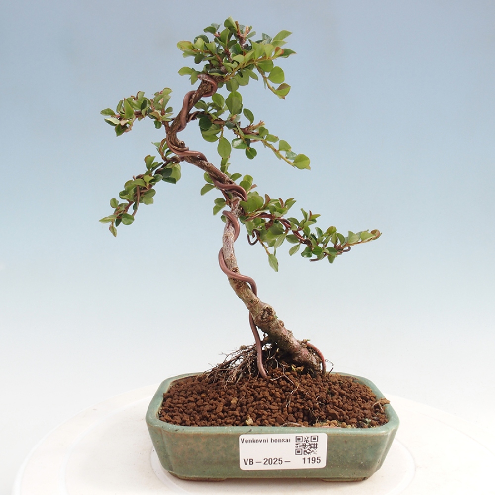 Bonsai-Cotoneaster horizontalis voor buiten - Rocky Mountain