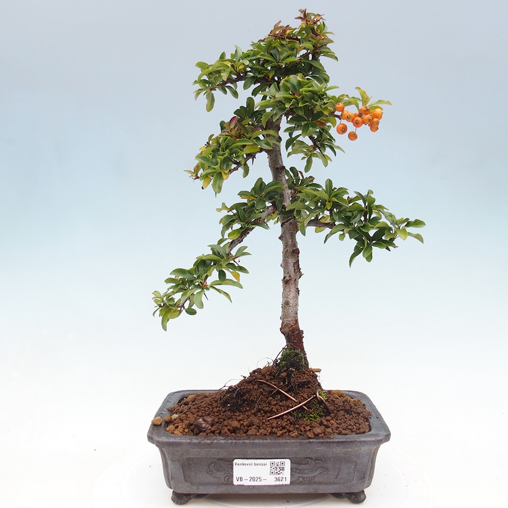 Bonsai-Pyracantha Teton voor buiten -Hlox