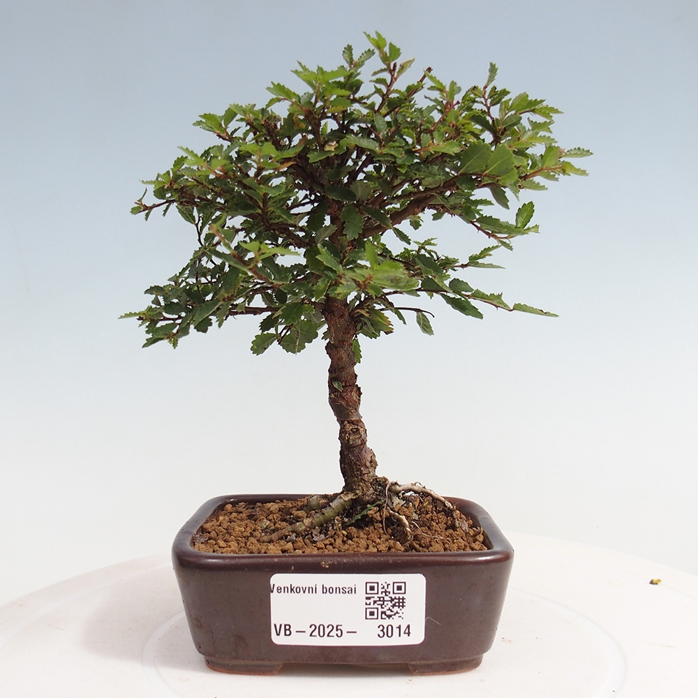 Bonsai voor buiten - Ulmus parvifolia Sagei - Kleinbladige iep