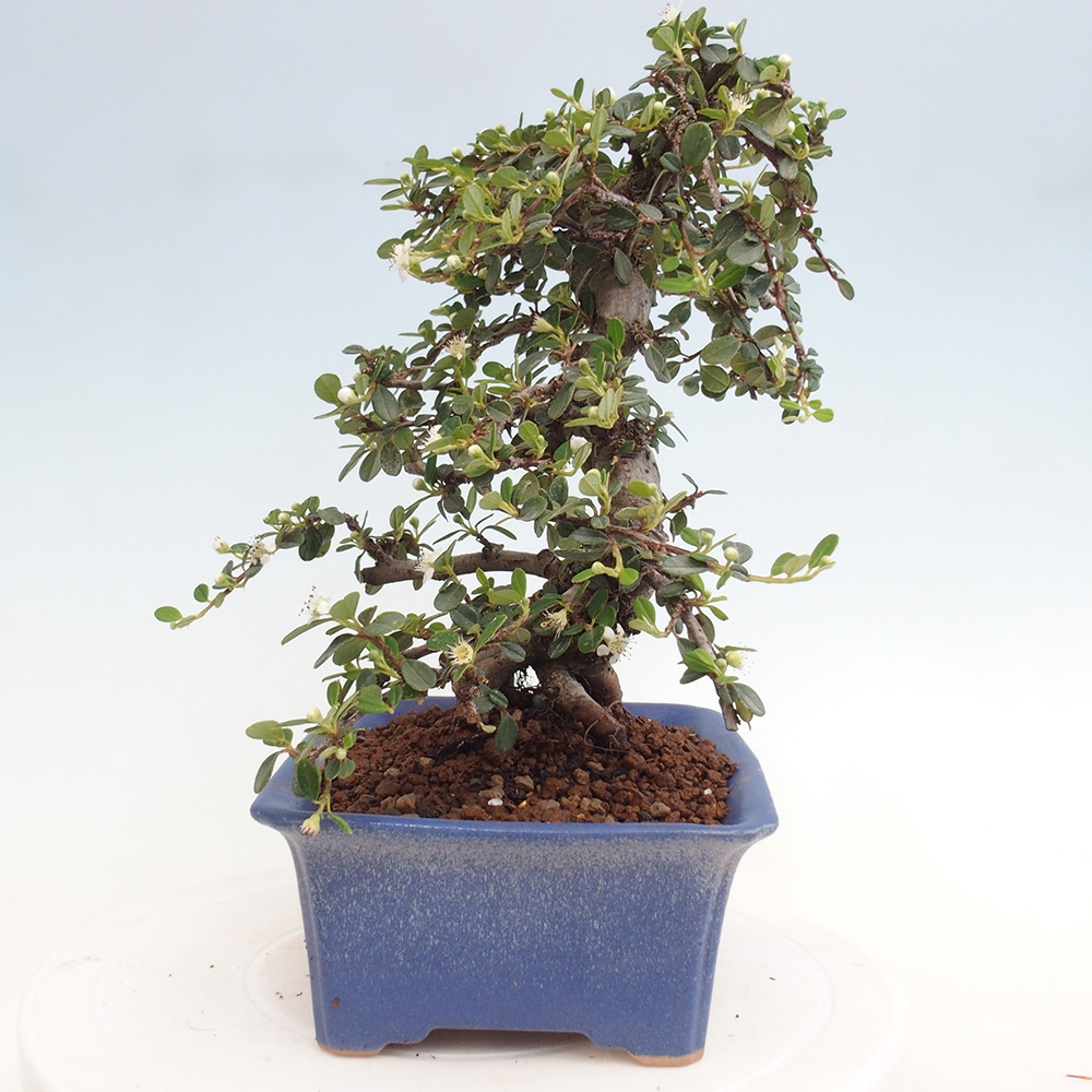 Buitenbonsai-Cotoneaster dammeri - Damer's Rock