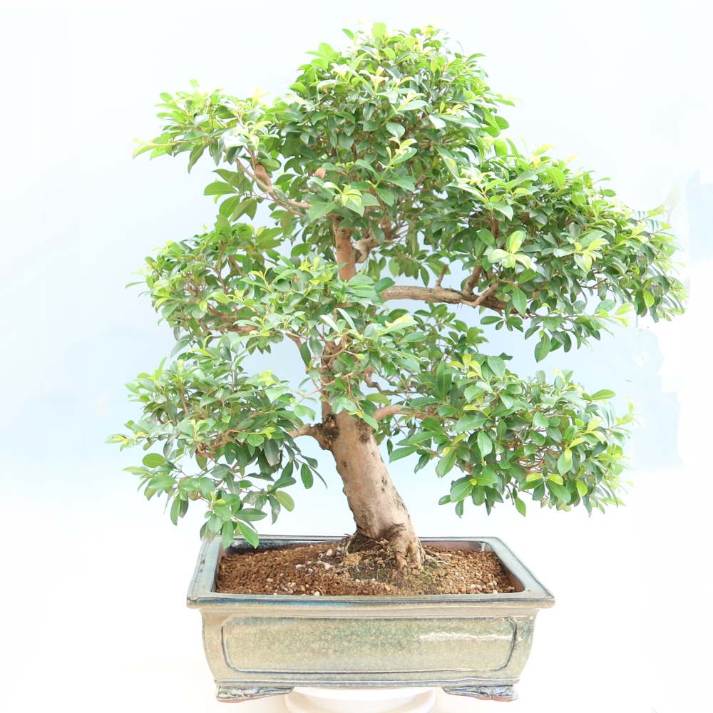 Kamerbonsai - Australische kers - Eugenia uniflora