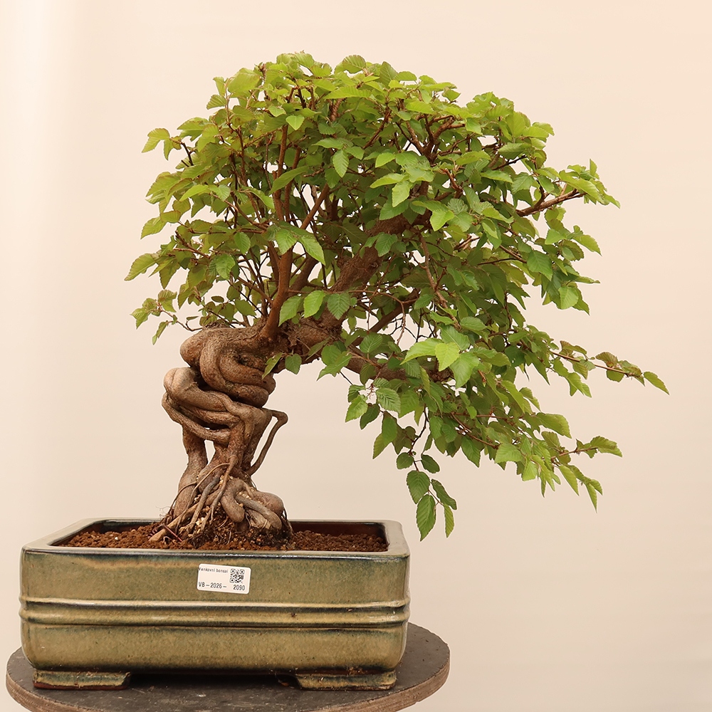Bonsai voor buiten -Carpinus Coreana - Koreaanse haagbeuk