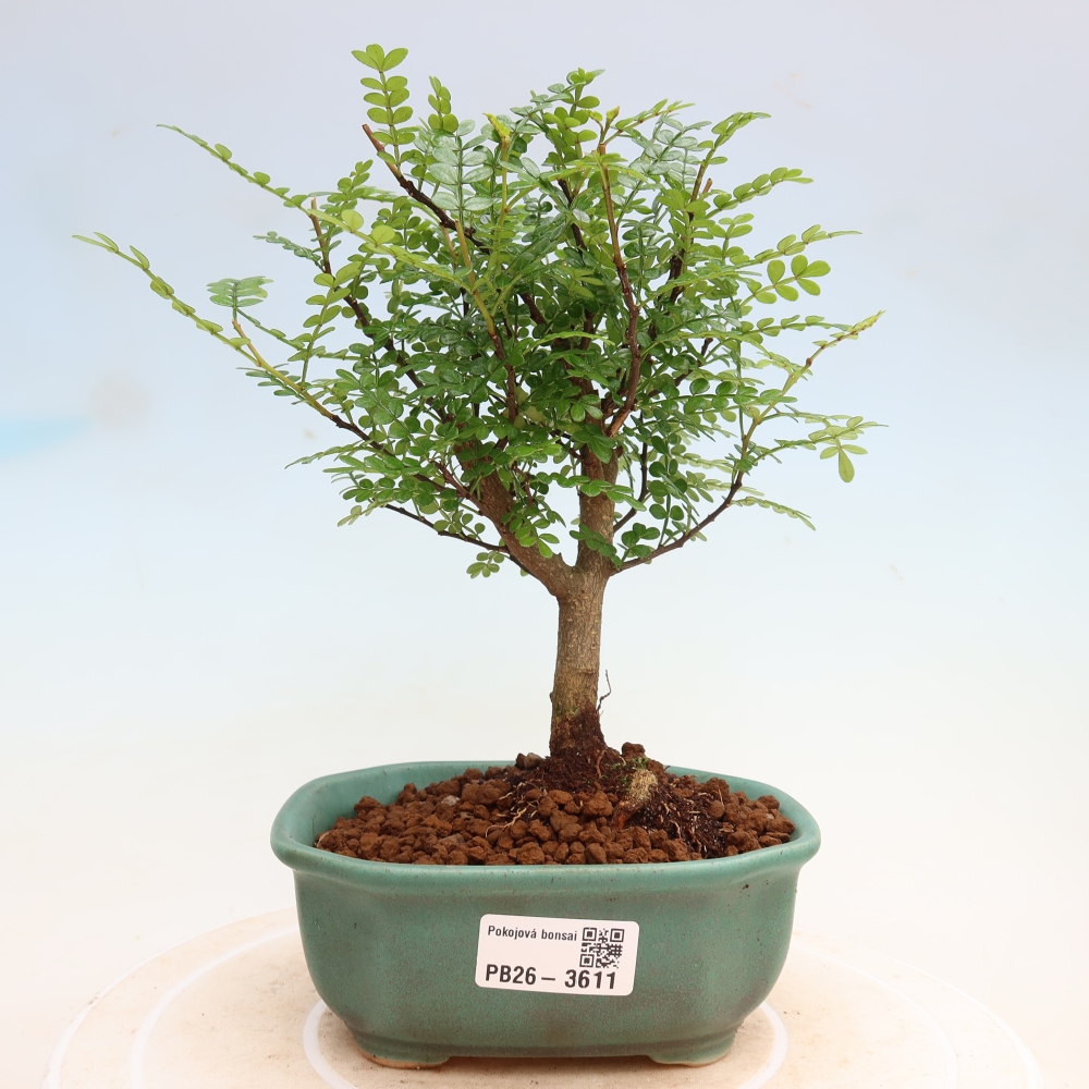 Kamerbonsai - Zantoxylum piperitum - peperboom