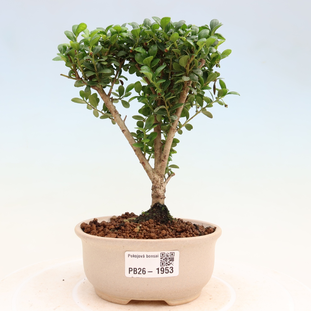 Kamerbonsai - Ilex crenata - Hulst