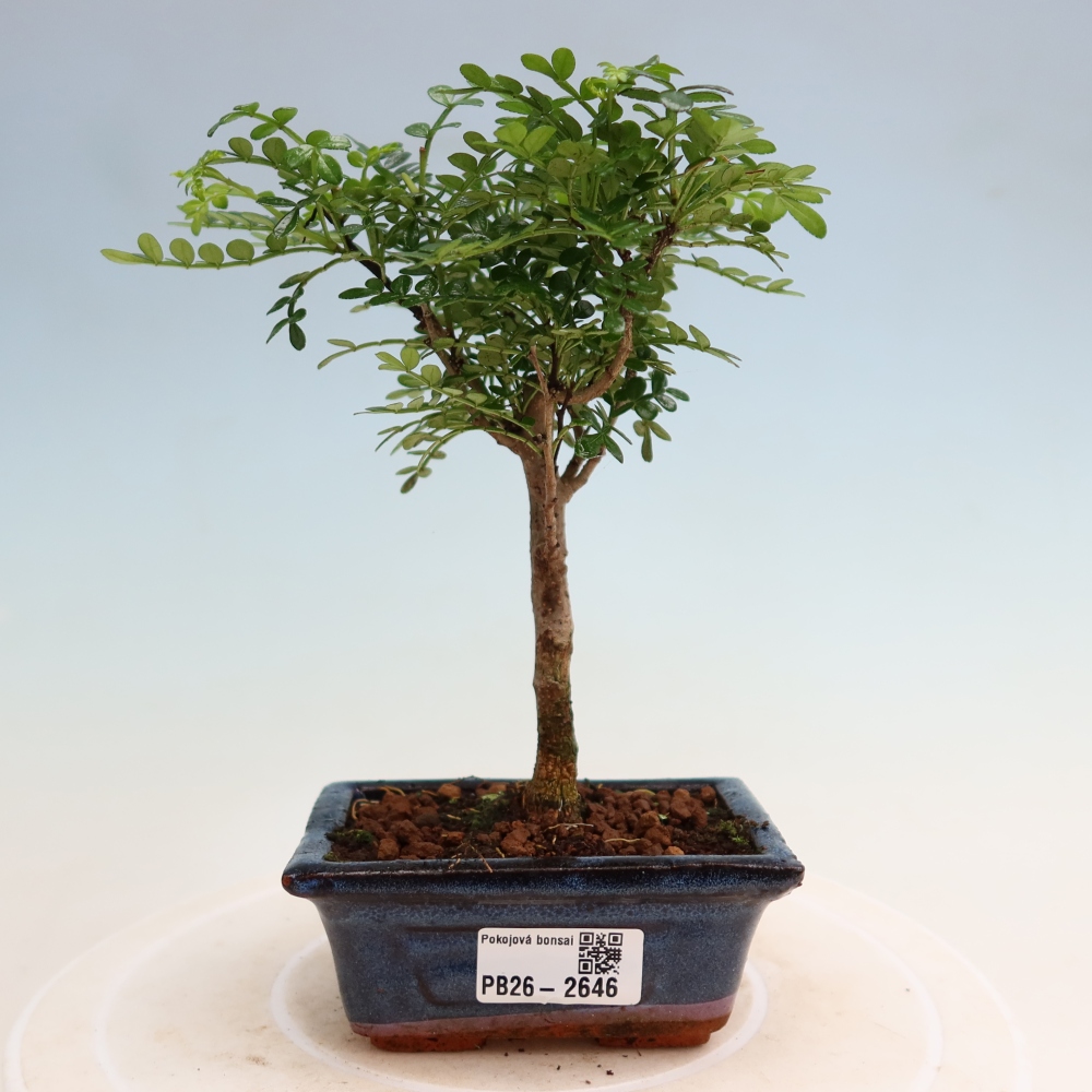 Kamerbonsai - Zantoxylum piperitum - peperboom