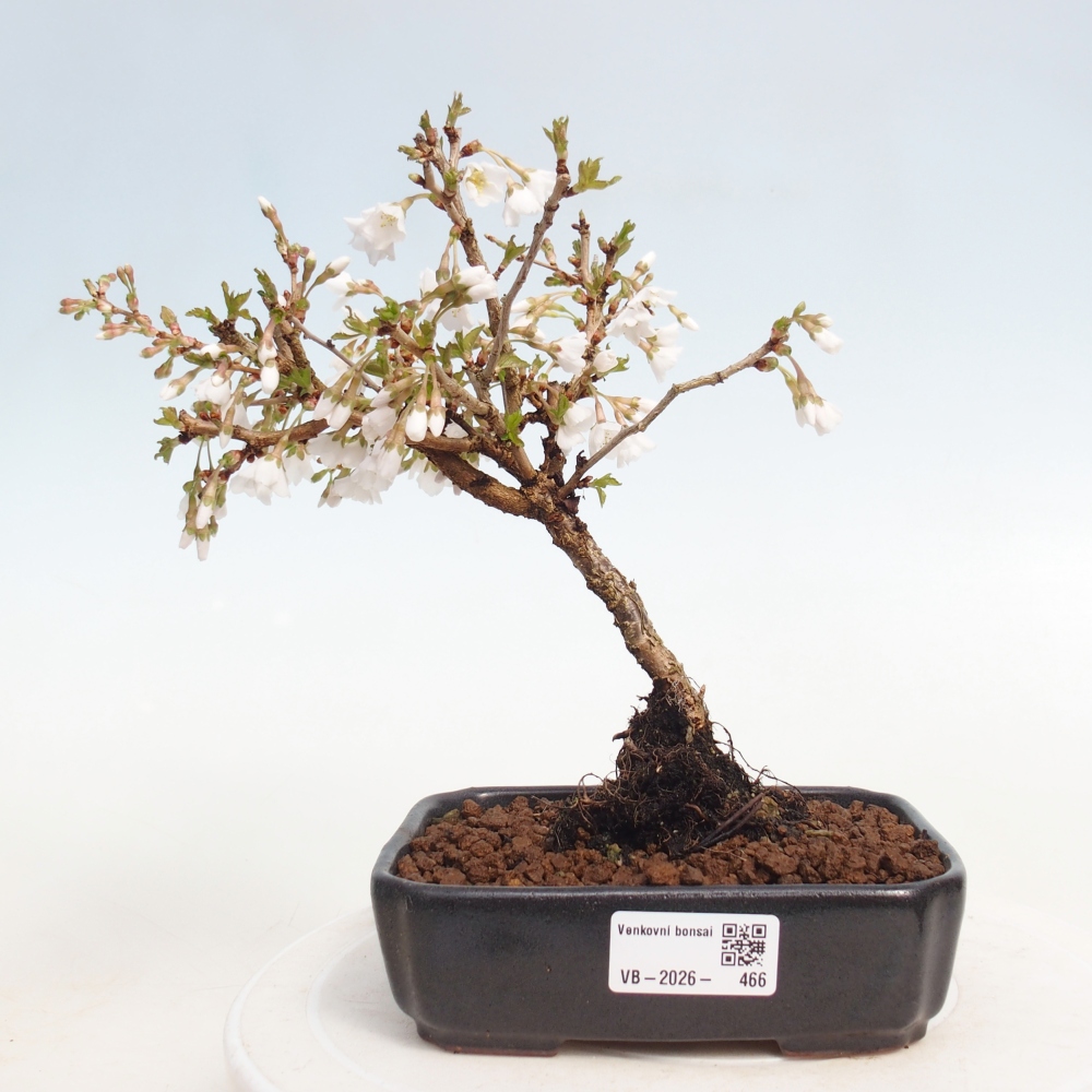 Bonsai voor buiten - Prunus incisa Kojou-no mai-Plivon uitgesneden