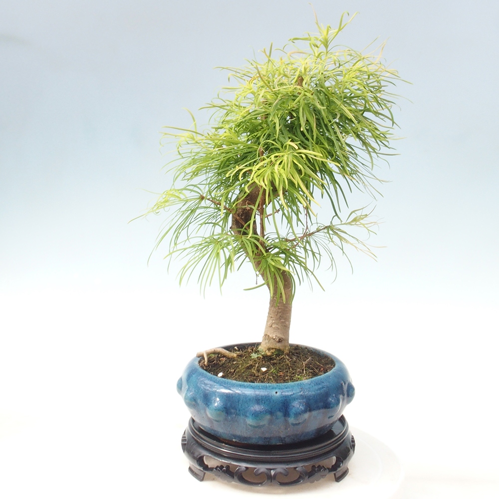 Kunststof bonsai tafel rond 21 x 21 x 5 cm, zwart