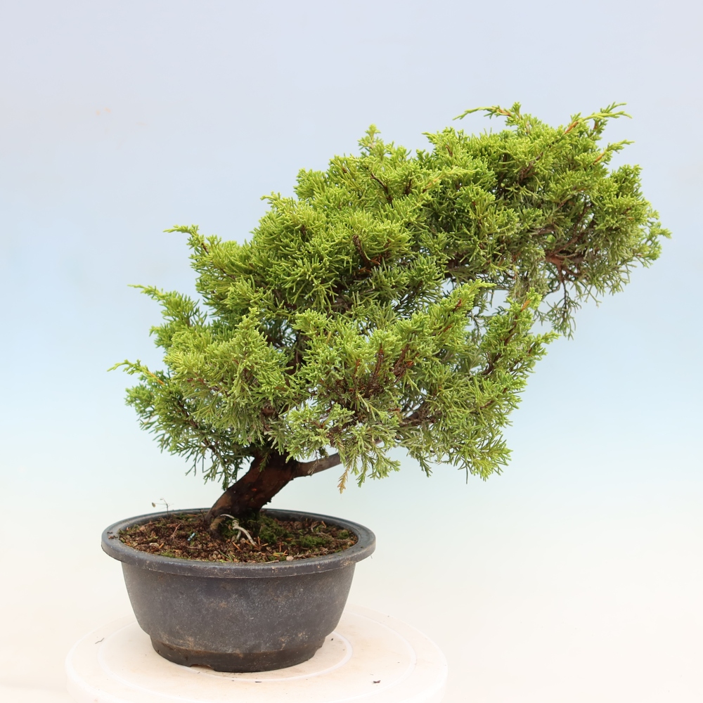 Bonsai voor buiten - Juniperus chinensis Itoigawa-Juniperus chinensis