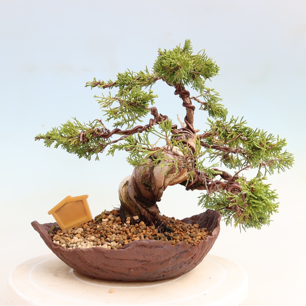 Bonsai voor buiten - Juniperus chinensis Itoigawa-Juniperus chinensis