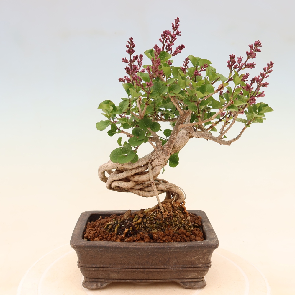 Bonsai voor buiten - Syringa microphylla - kleinbloemige sering
