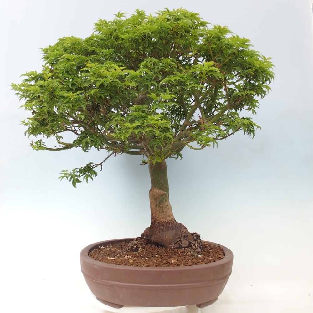 Bonsai voor buiten -Javor palm Acer palmatum Shishigashira