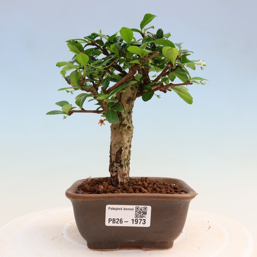 Kamerbonsai - Carmona macrophylla - Thee fuki
