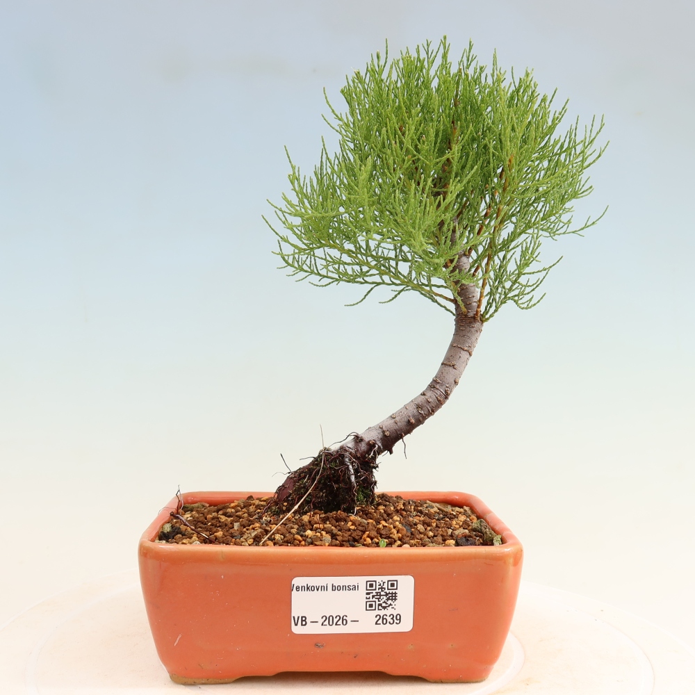 Bonsai voor buiten - Tamarisk - Tamarix