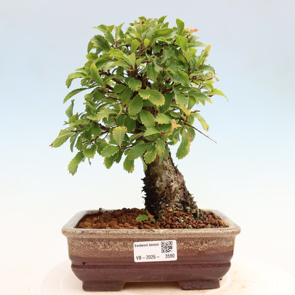 Bonsai voor buiten - Zelkova - Zelkova NIRE