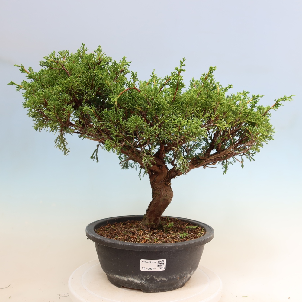 Bonsai voor buiten - Juniperus chinensis Itoigawa-Juniperus chinensis